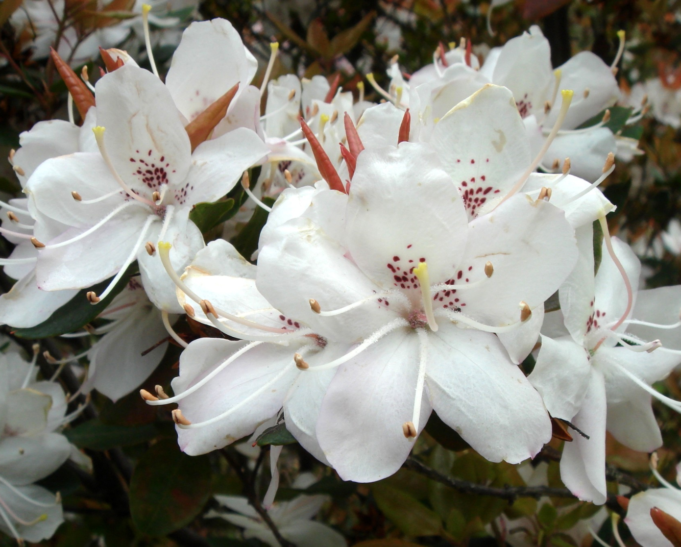 Rhododendron ovatum